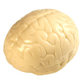 3-D Brain
